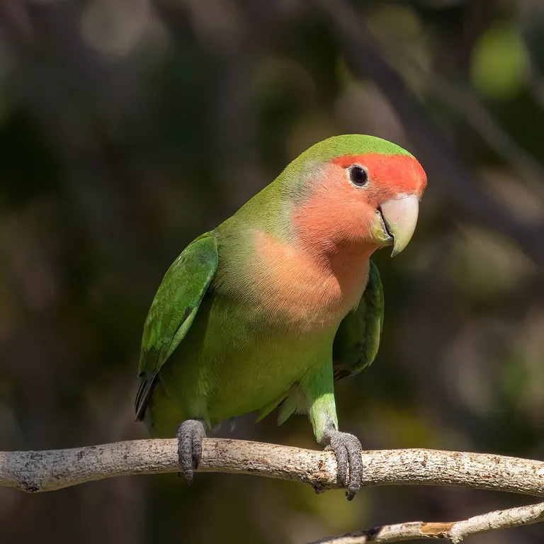 Agapornis roseicollis