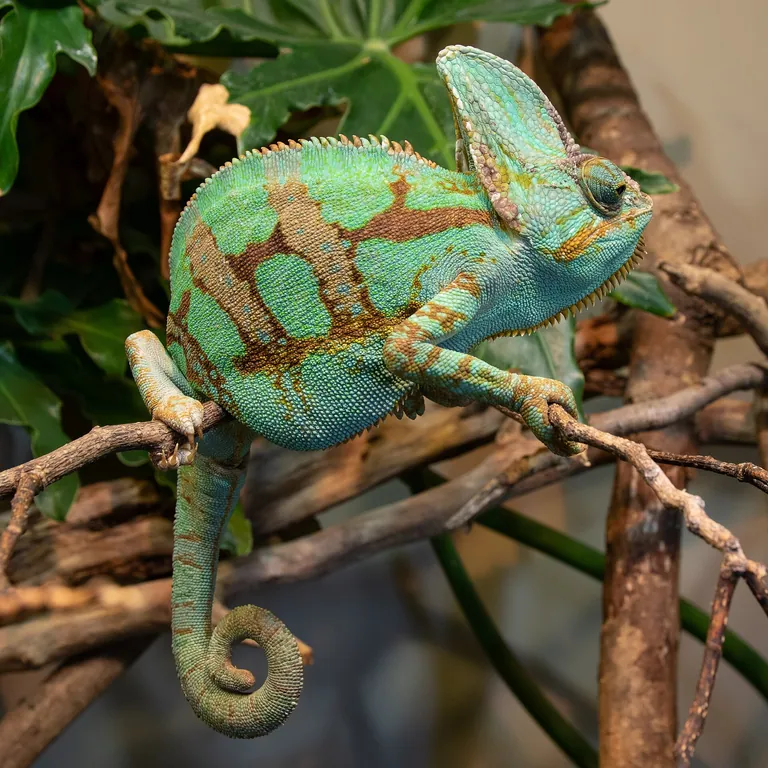 Chamaeleo calyptratus